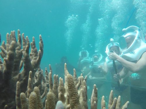 Cham Island full day tour snorkeling activity with colorful coral reef