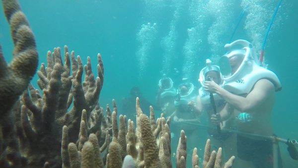 Cham Island full day tour snorkeling activity with colorful coral reef