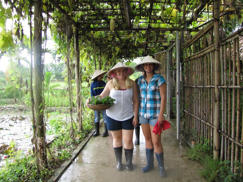 International tourists participating in rice harvesting in Yen Duc Village, surrounded by golden fields and lush greenery, experiencing traditional Vietnamese agricultural practices and local culture firsthand.
